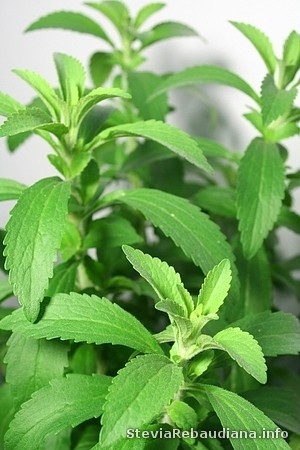 Stevia rebaudiana